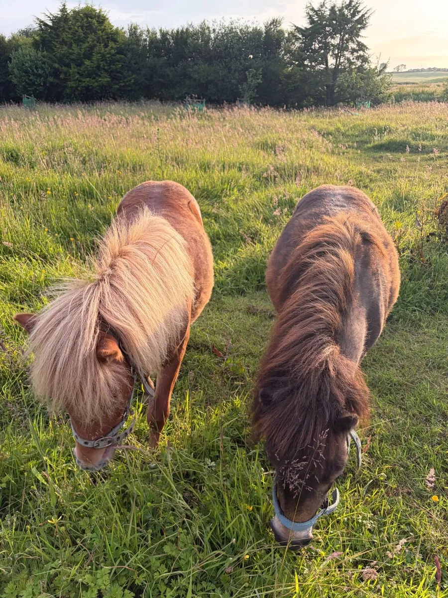 Horse - Image 4