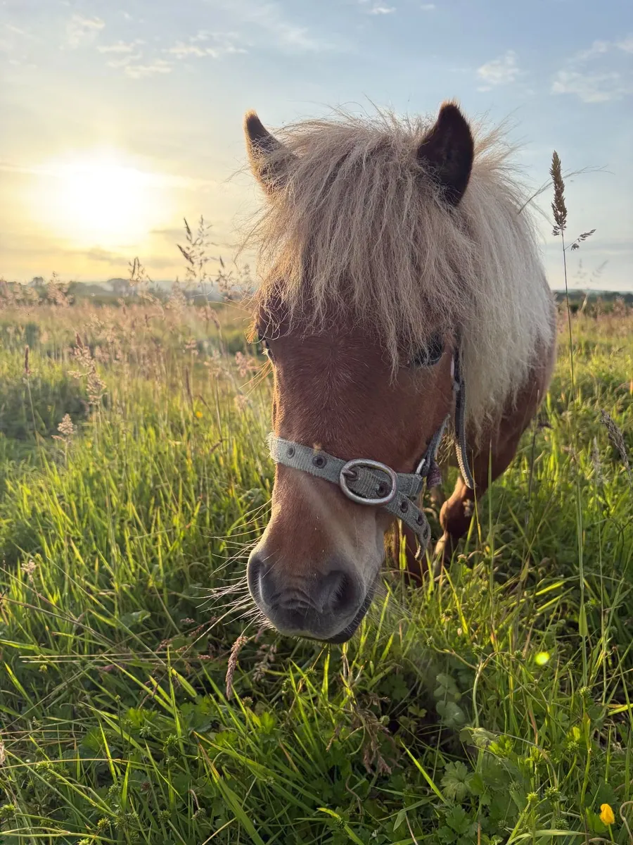 Horse - Image 1