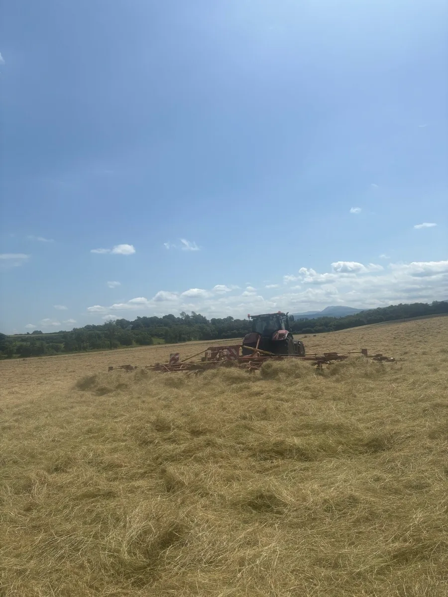 Hay for sale - Image 2