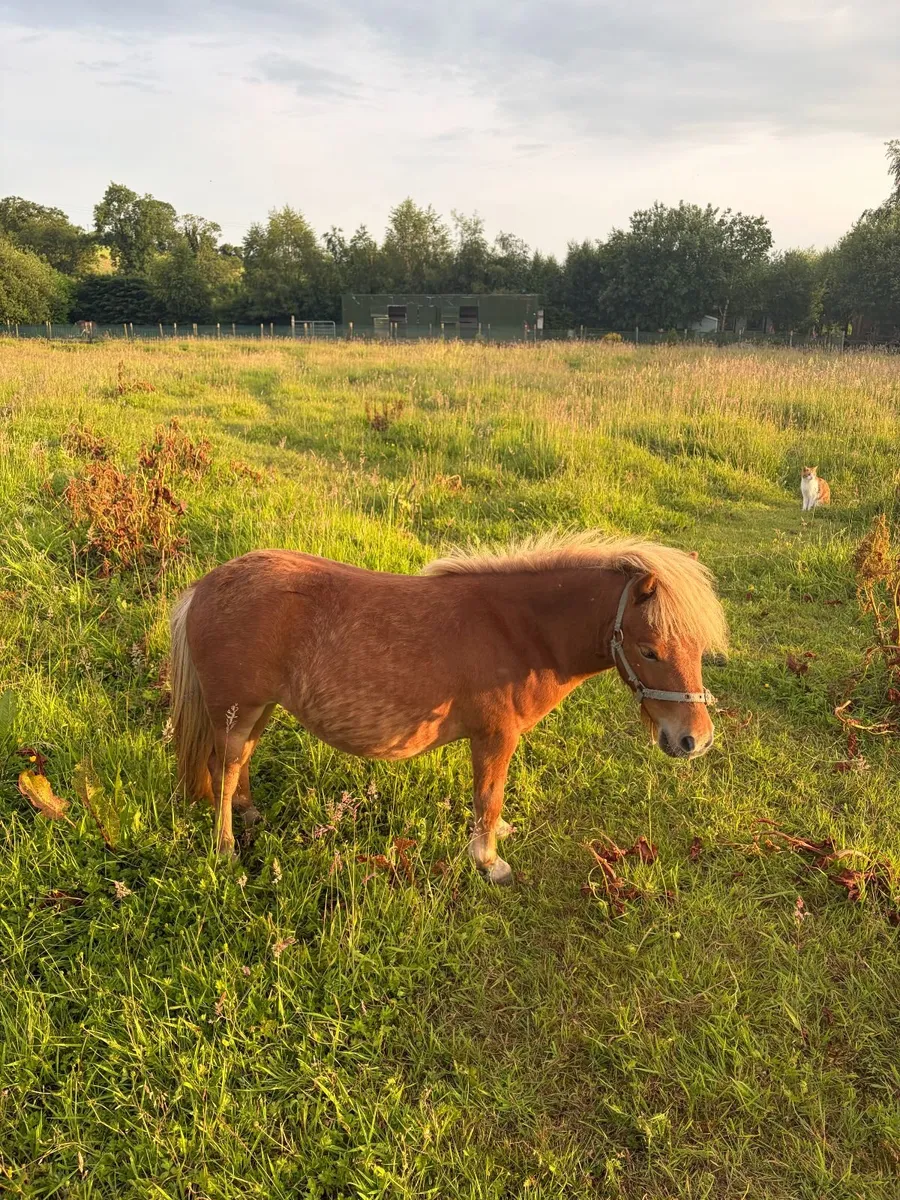 Horse - Image 2