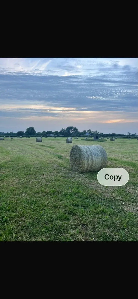 Hay - Image 1