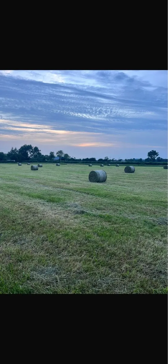 Hay - Image 2