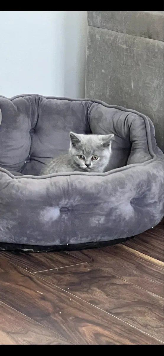 British shorthair kittens - Image 2