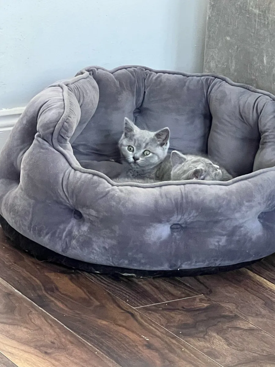 British shorthair kittens - Image 3