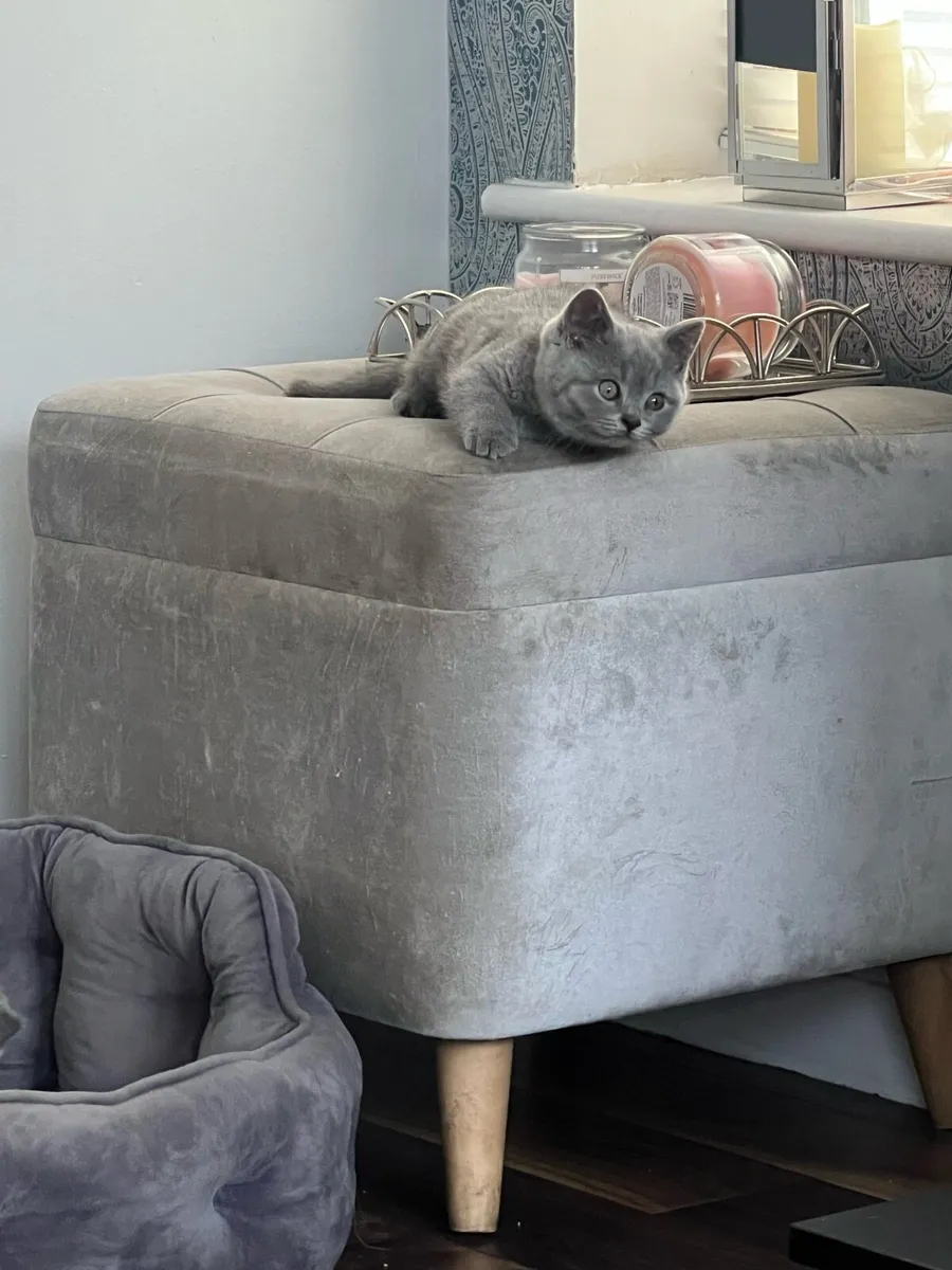 British shorthair kittens - Image 4
