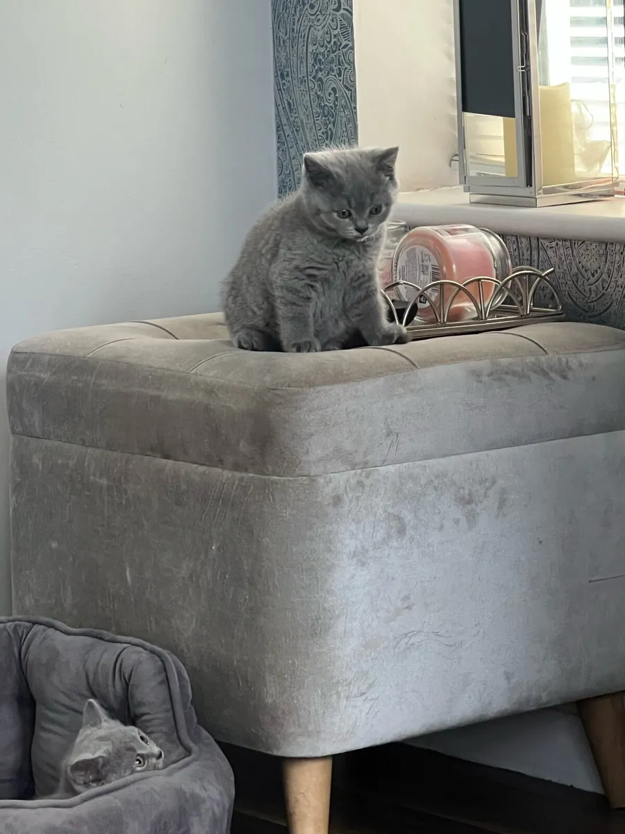 British shorthair kittens - Image 1