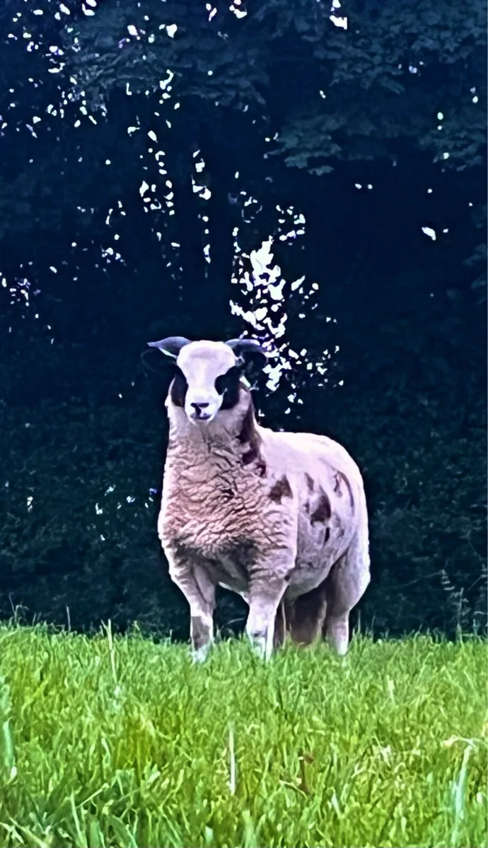 2 cracking Jacob x zwartable ewe lambs - Image 1