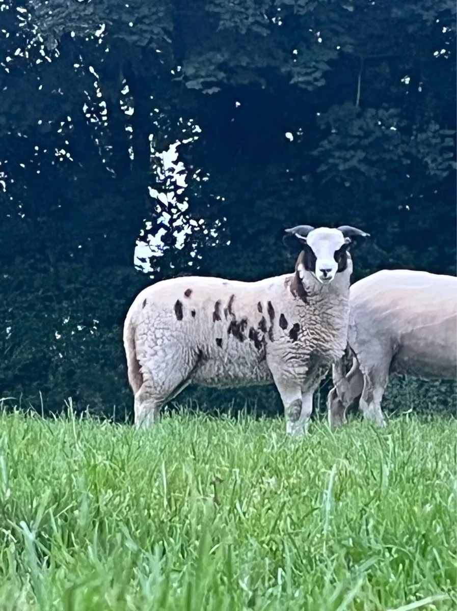 2 cracking Jacob x zwartable ewe lambs - Image 2