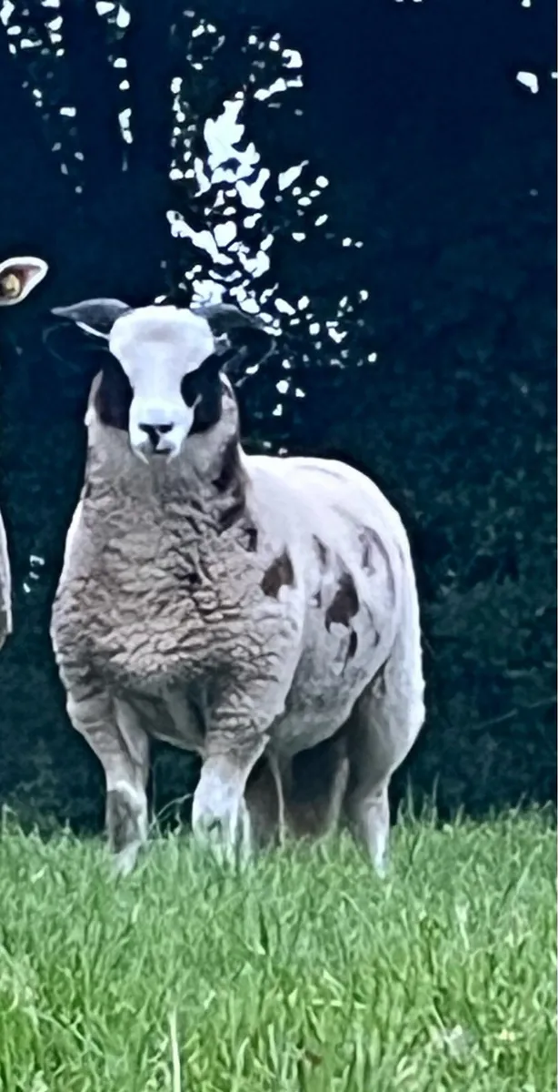 2 cracking Jacob x zwartable ewe lambs - Image 3