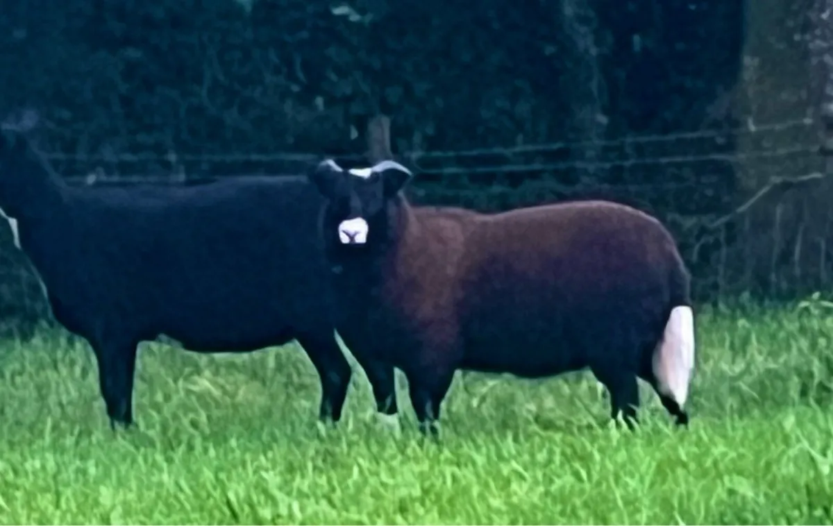 2 cracking Jacob x zwartable ewe lambs - Image 4