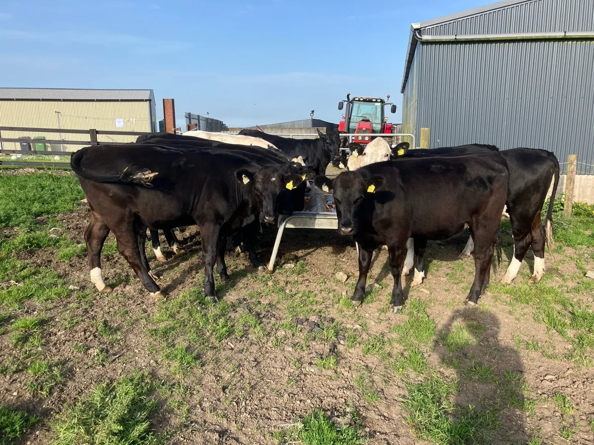 Heifers - Image 1