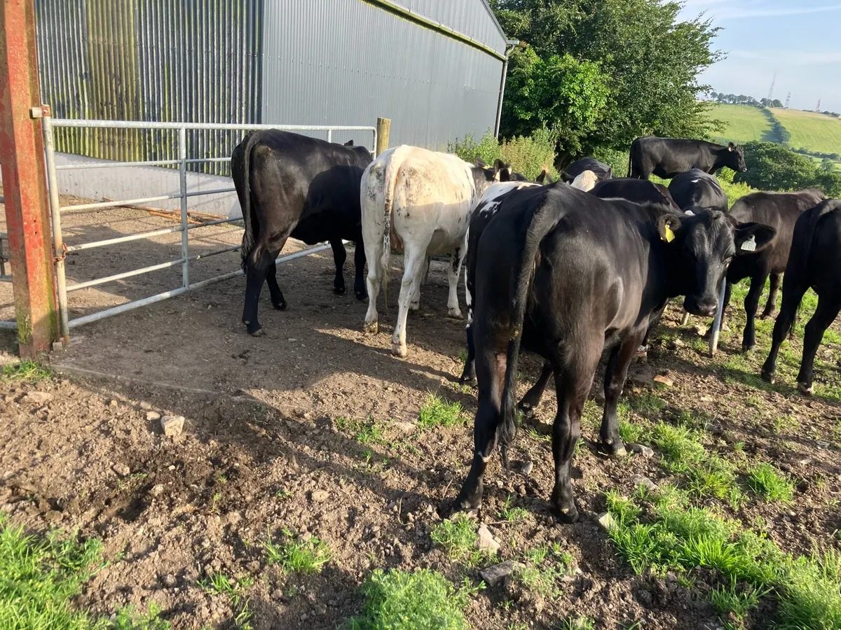 Heifers - Image 2