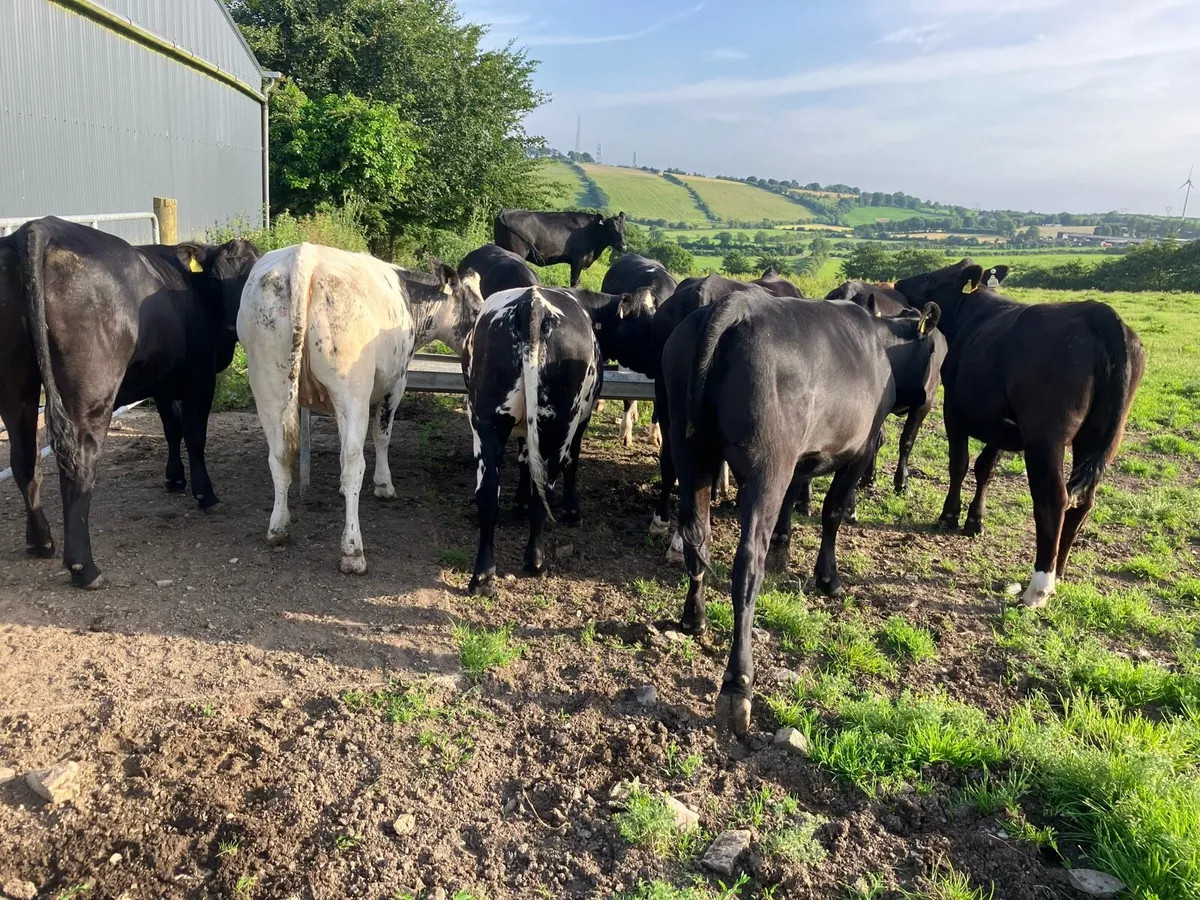 Heifers - Image 3