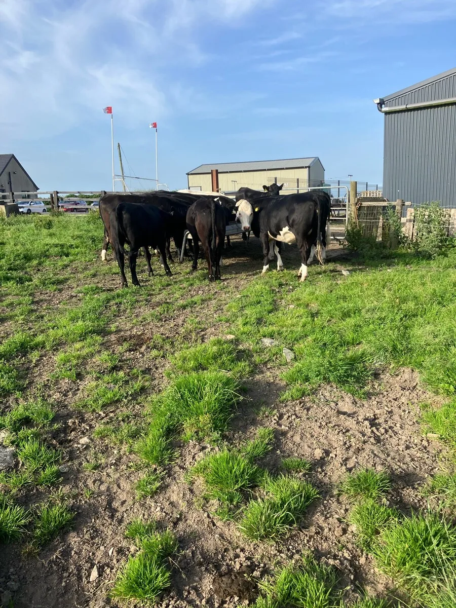 Heifers - Image 4