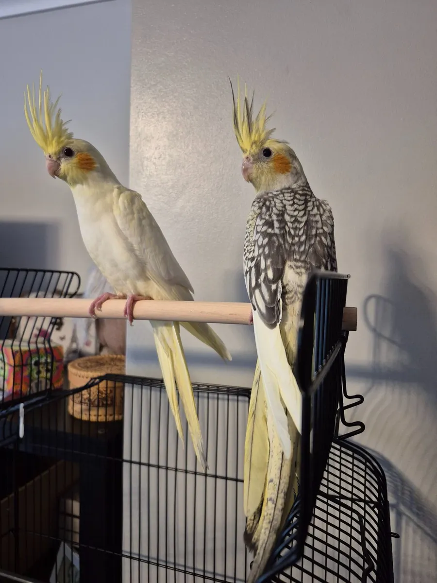 Cocktail bird - Image 1
