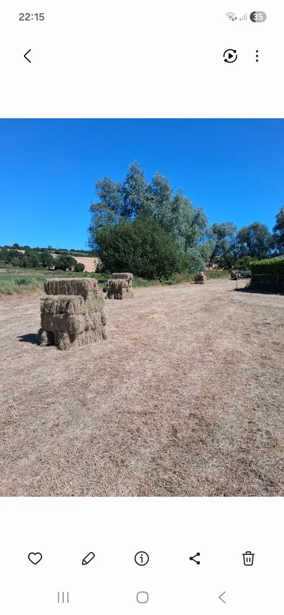 Hay - Image 1