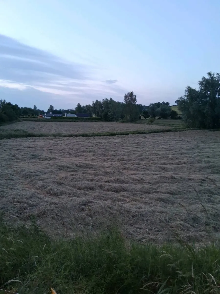 Hay - Image 2