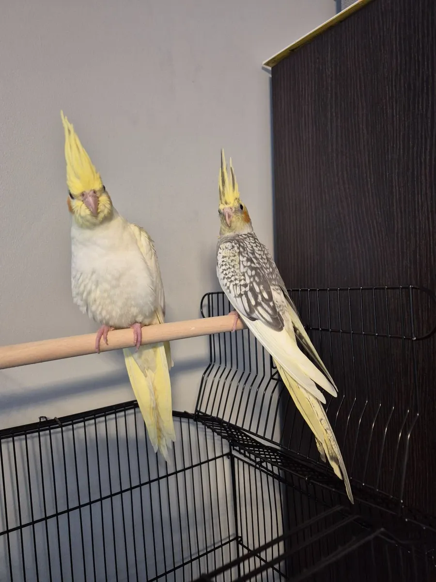 Cocktail bird - Image 3