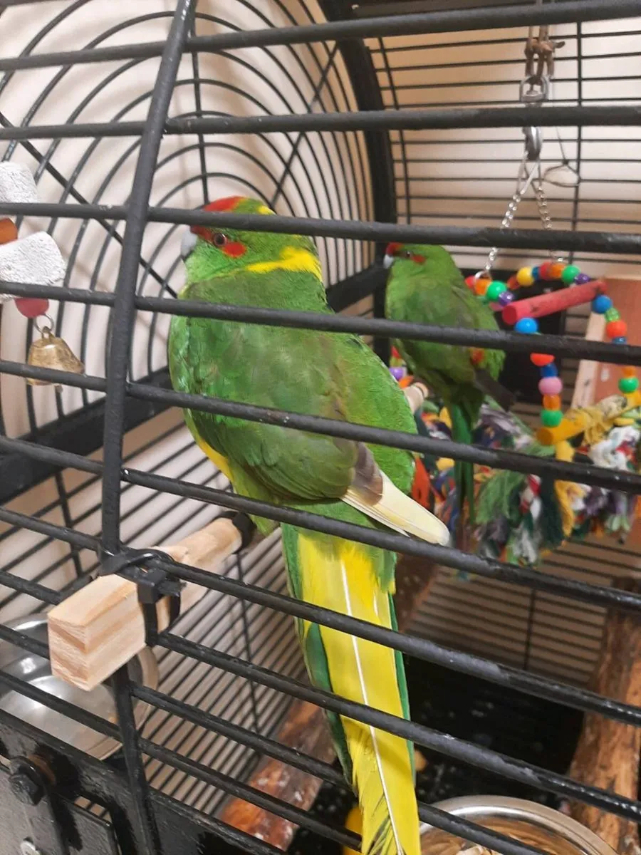 Birds - Image 1