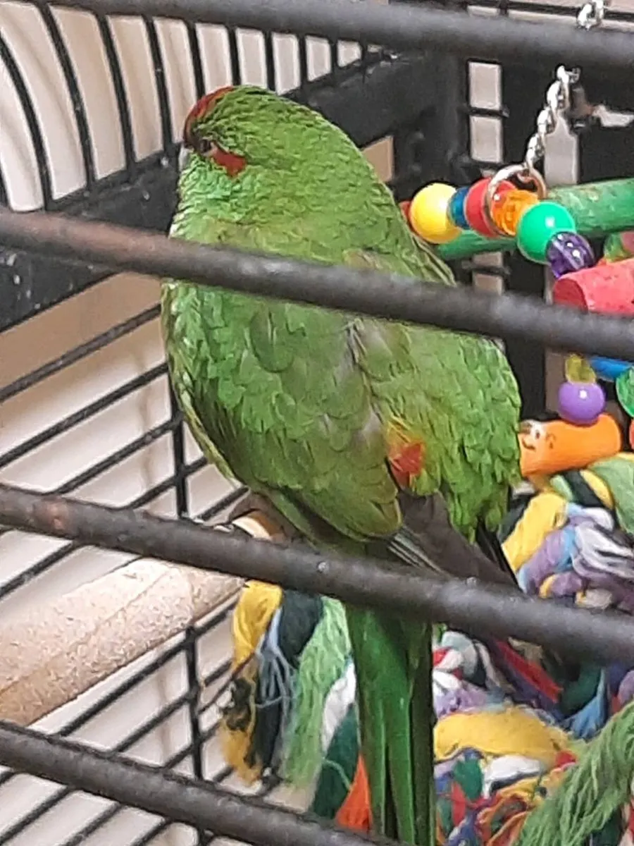 Birds - Image 2
