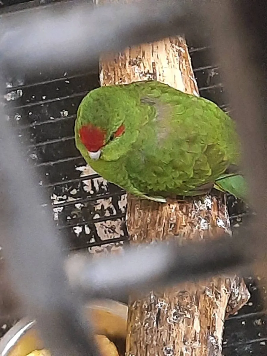 Birds - Image 3