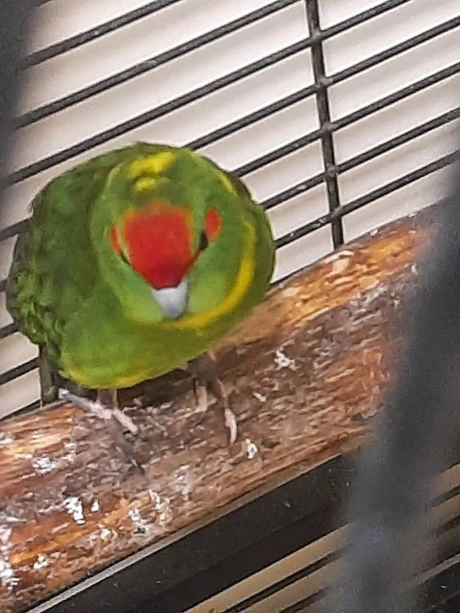 Birds - Image 4