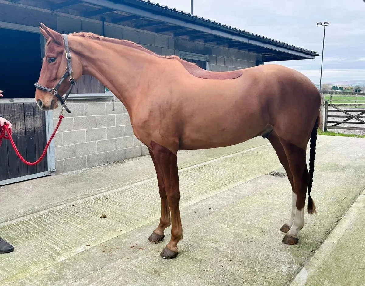 Looking for someone to clip horse