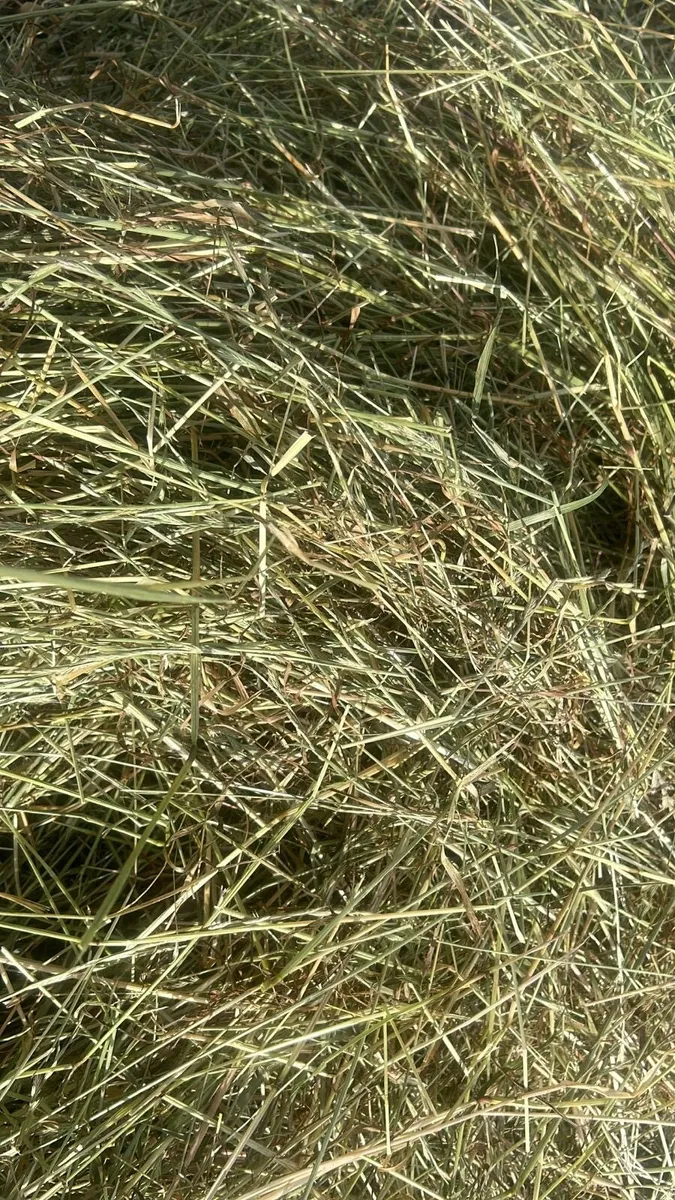 June Irish and English Hay&Haylage 🐎 - Image 4