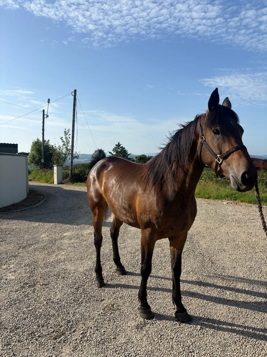 4yro Filly - Image 1