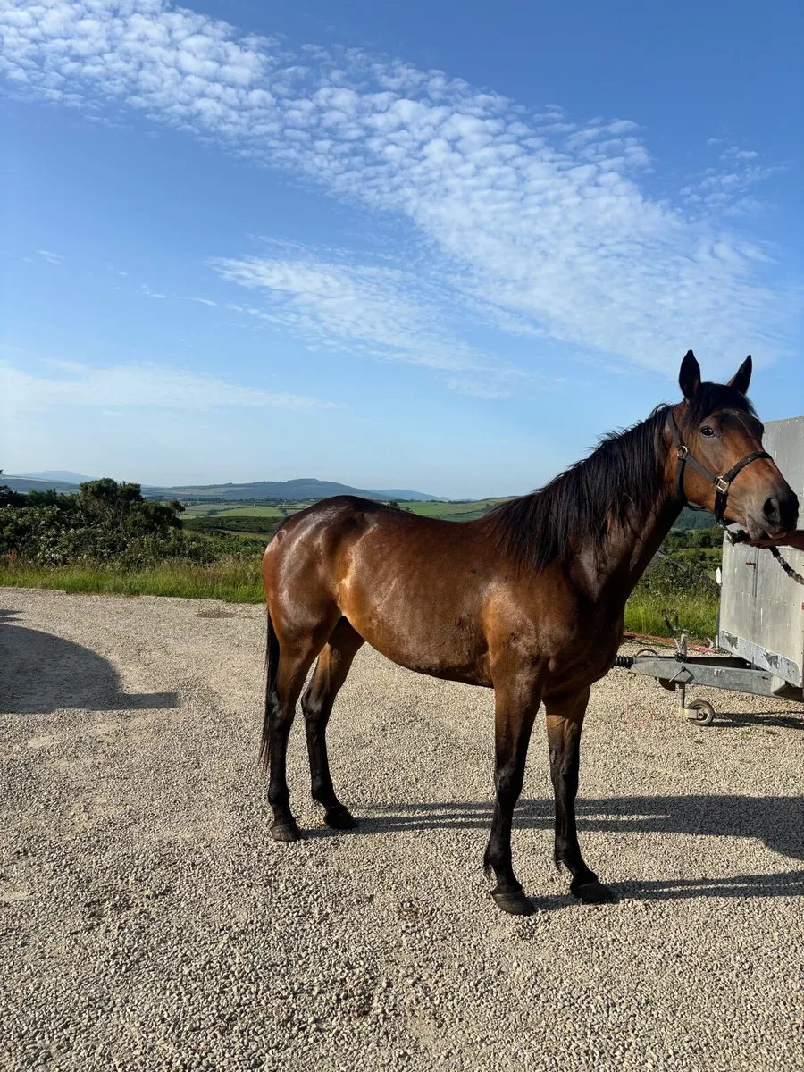 4yro Filly - Image 2