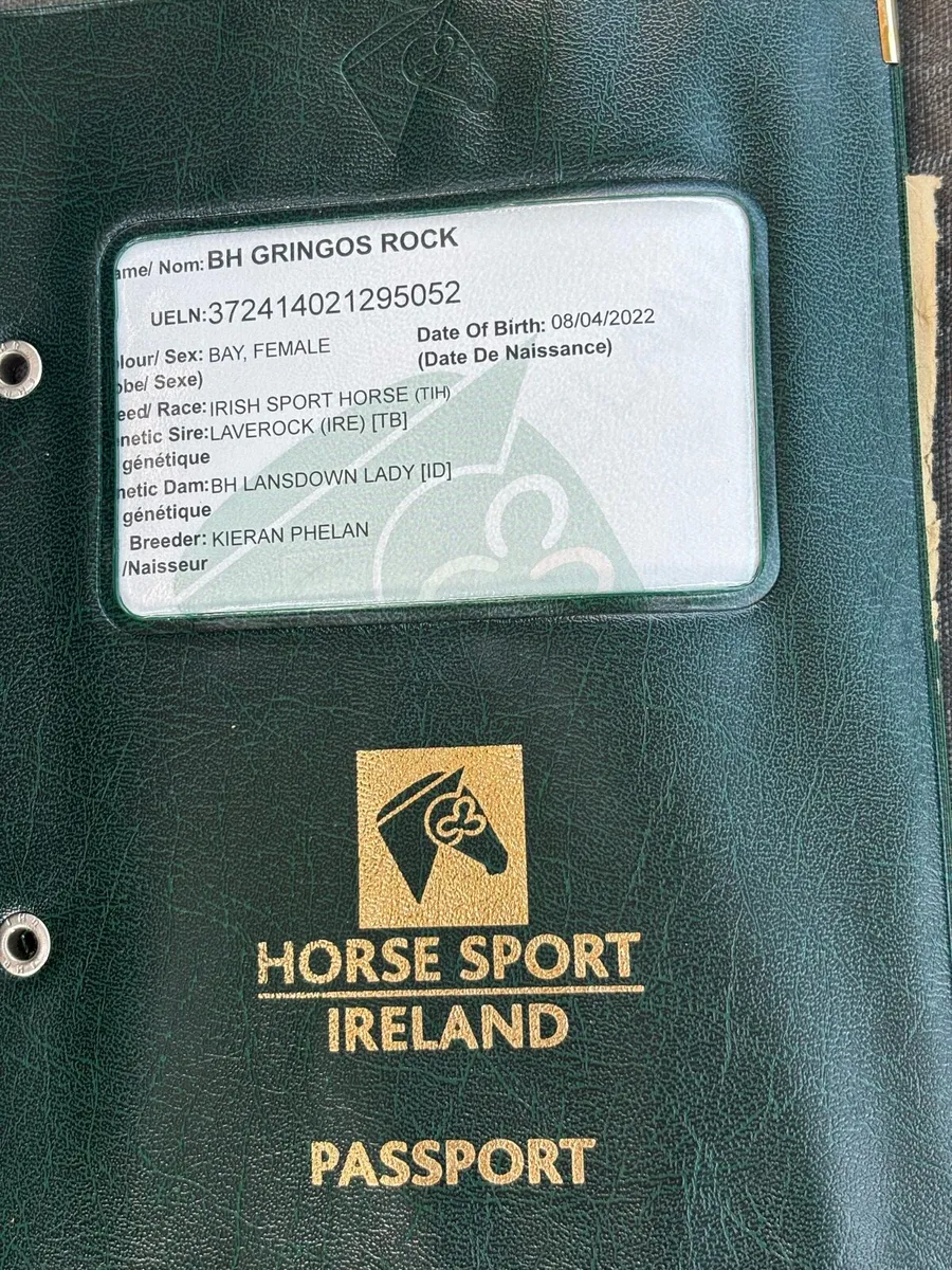 4yro Filly - Image 3