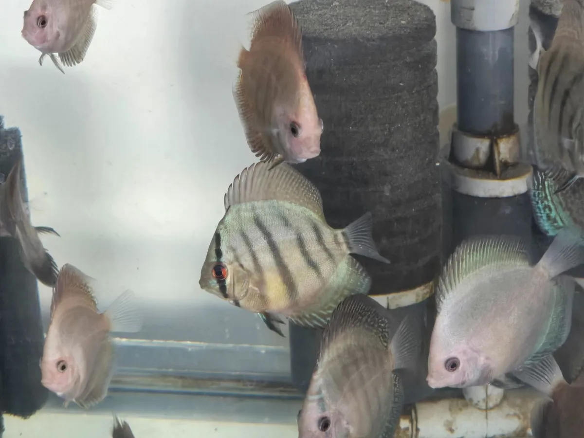 Discus - Image 3