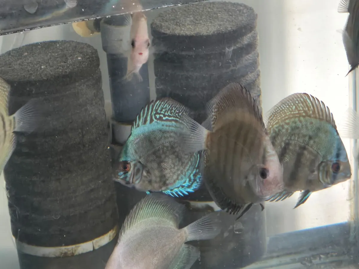Discus - Image 4