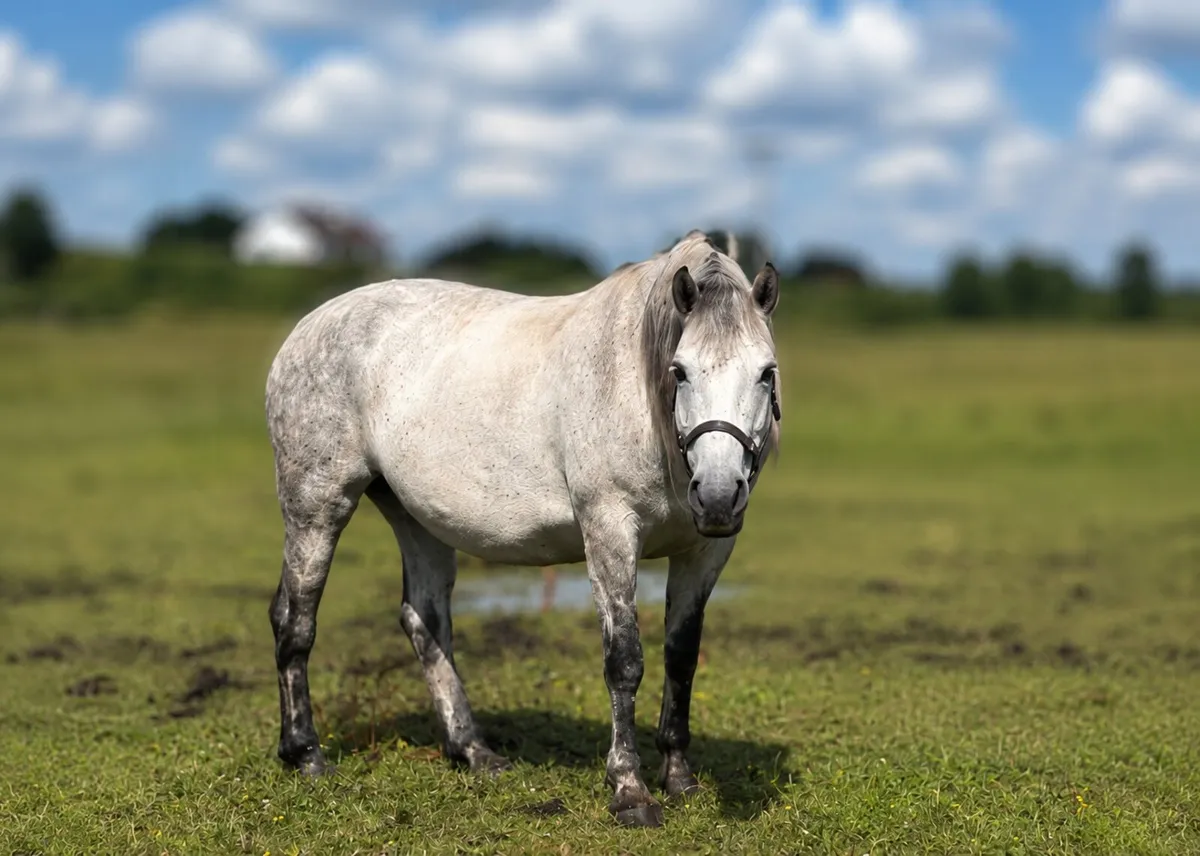 Forans Blue Clover Mare