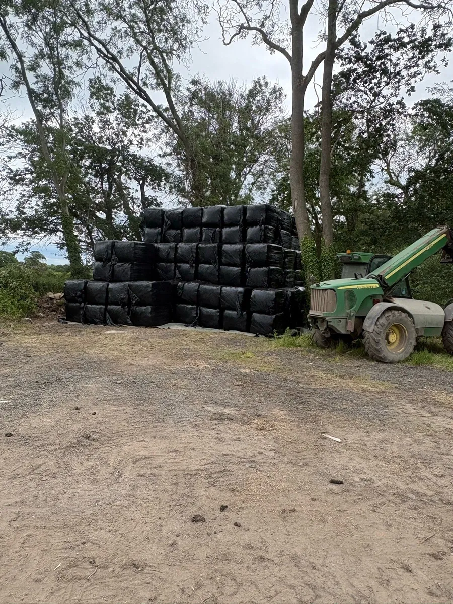 Rye grass race horse Haylage in 3x3 bales - Image 1