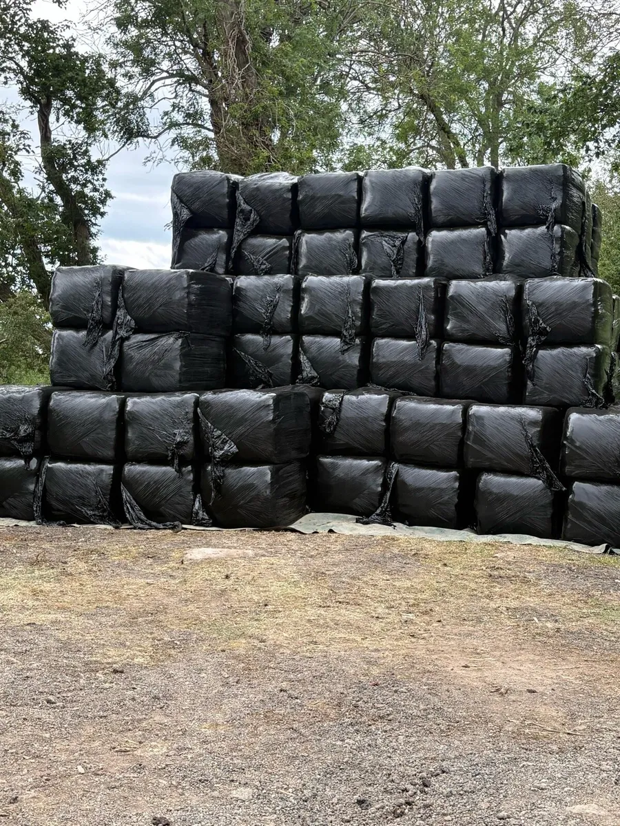 Rye grass race horse Haylage in 3x3 bales - Image 2