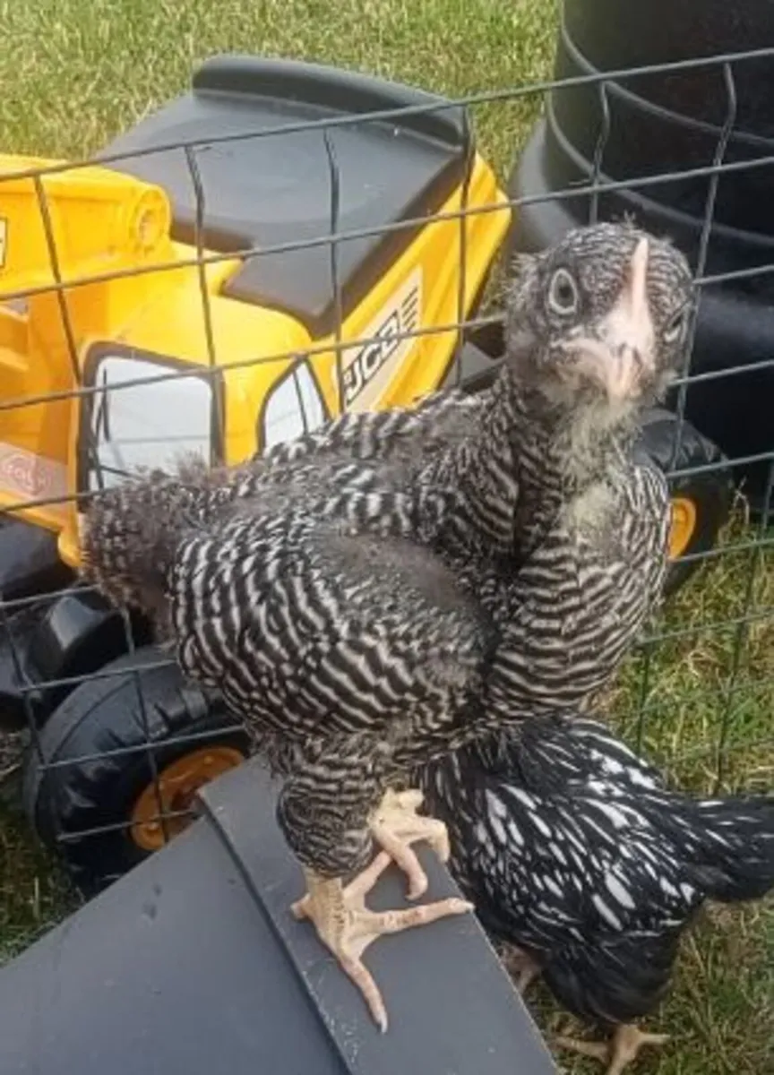 Rooster - Image 2