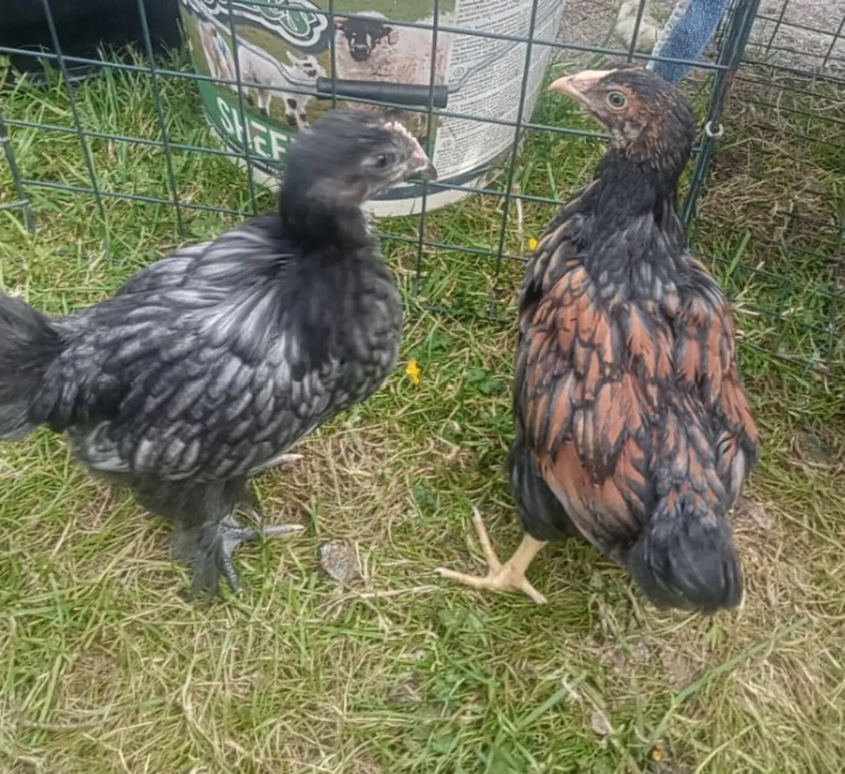 Rooster - Image 1