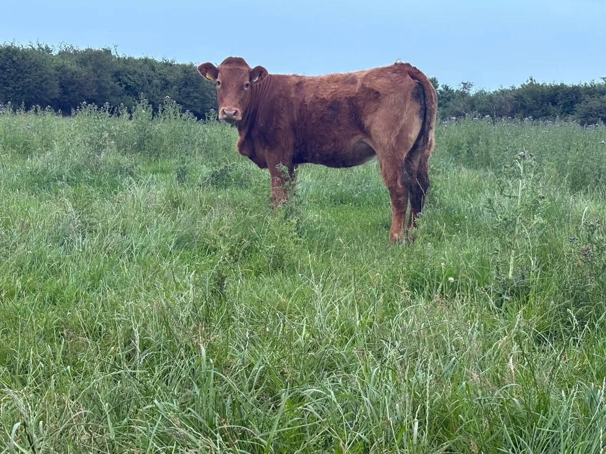 Heifers - Image 2