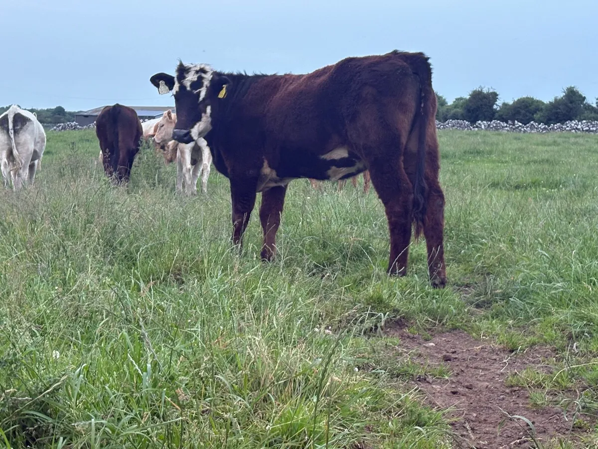Heifers - Image 3