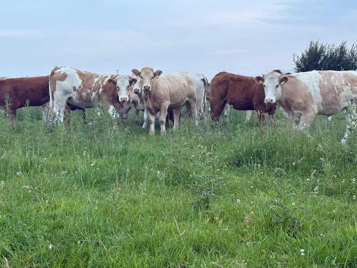 Heifers - Image 4