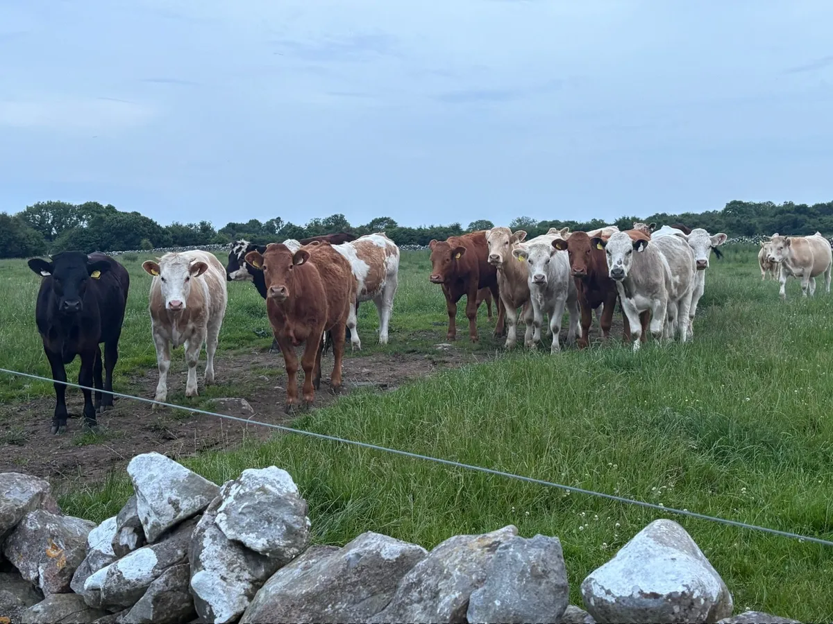 Heifers - Image 1