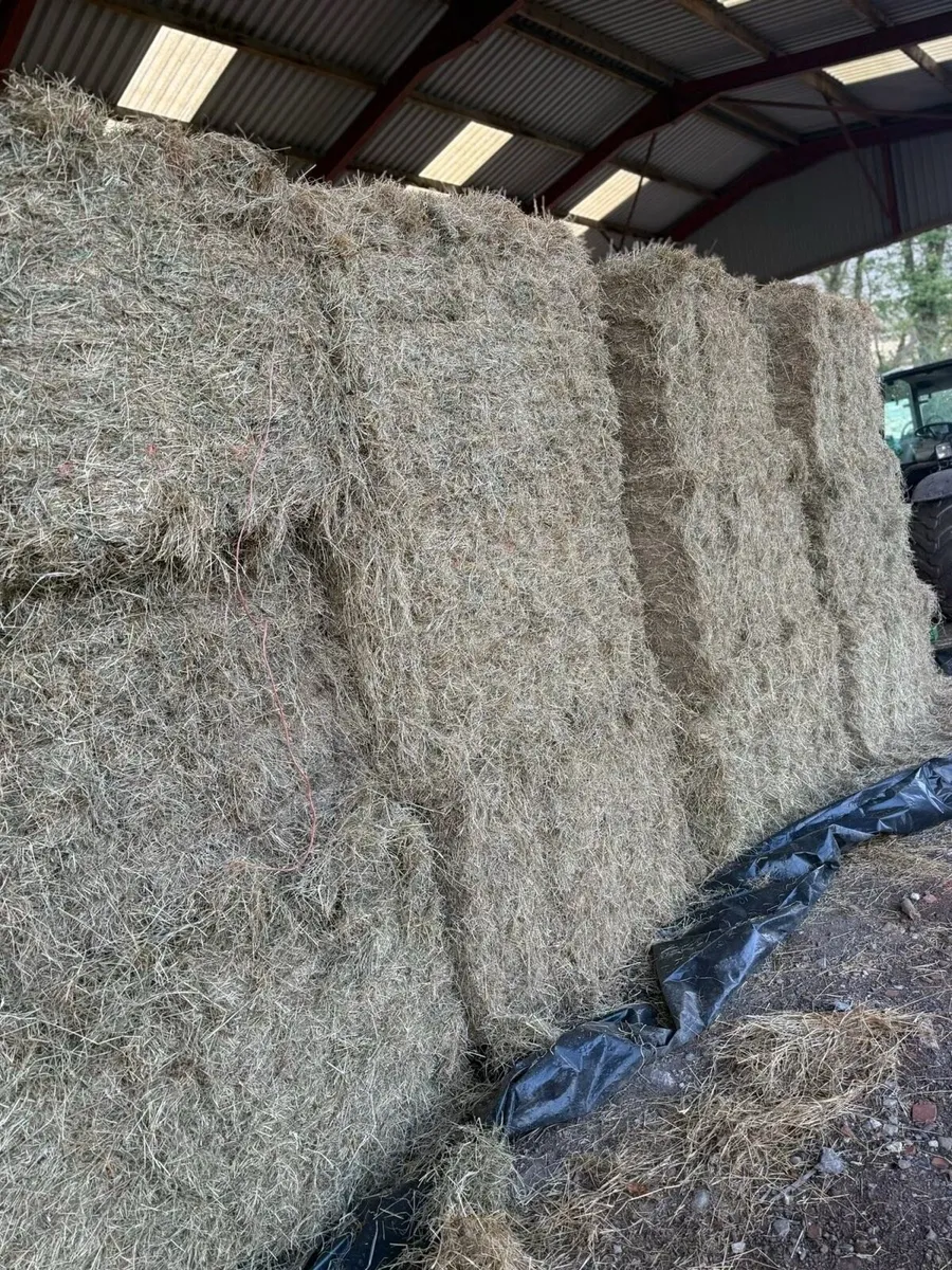 Packs of 21 wee bales of New season June hay - Image 2