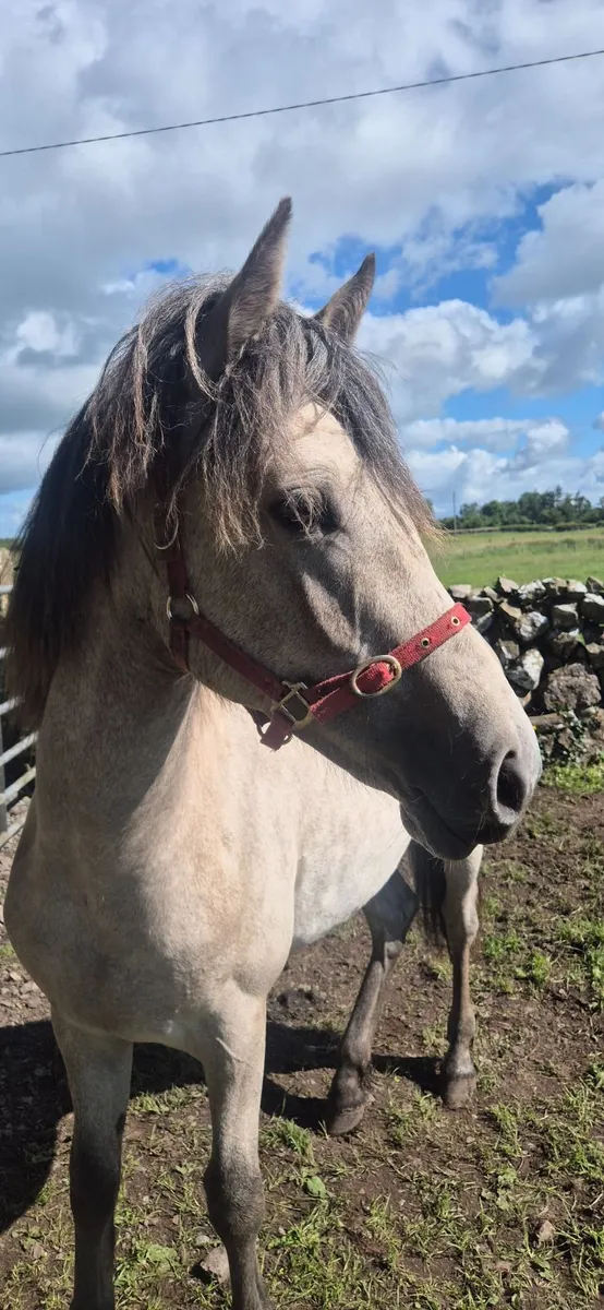 Dun Conemmara pony - Image 3