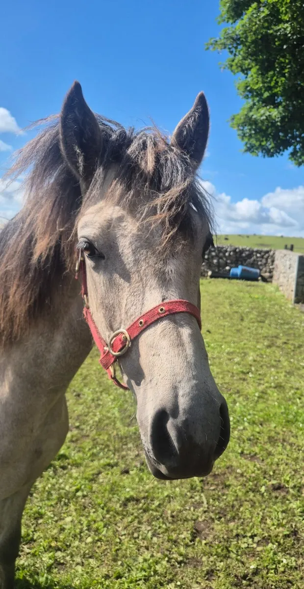 Dun Conemmara pony - Image 1