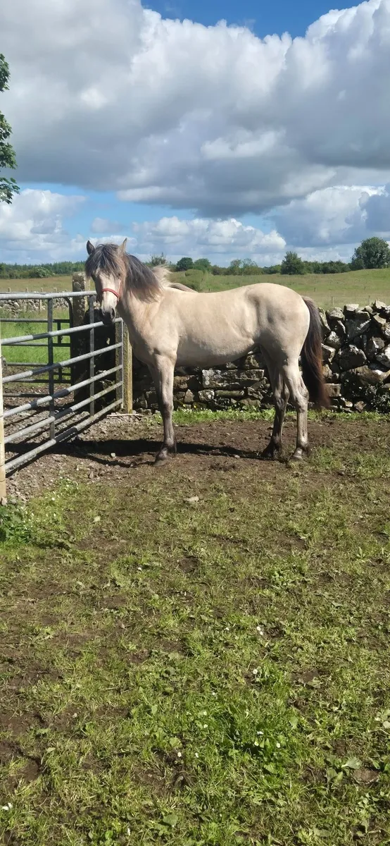 Dun Conemmara pony - Image 2
