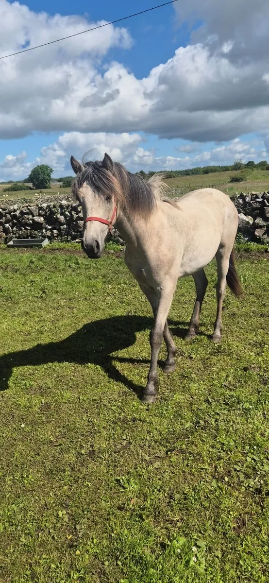 Dun Conemmara pony - Image 4