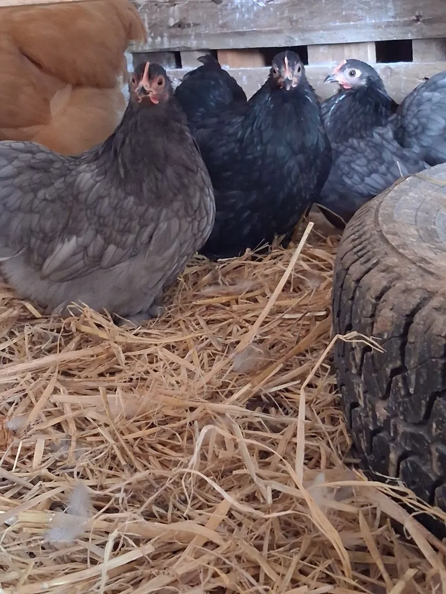 Hens - Image 3