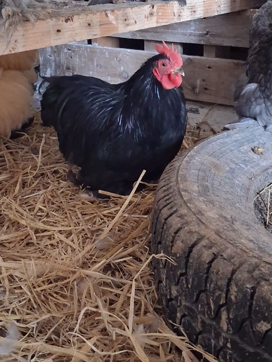 Hens - Image 4