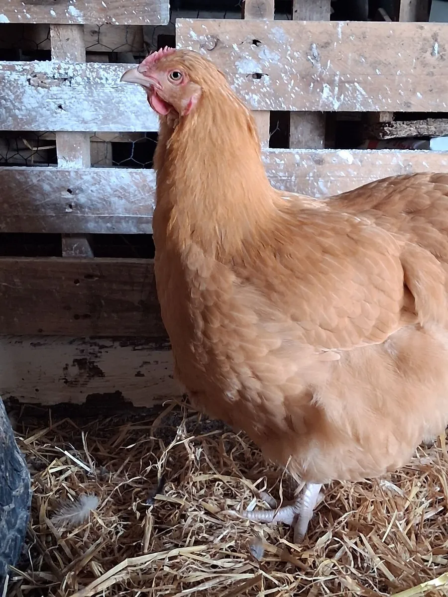 Hens - Image 1